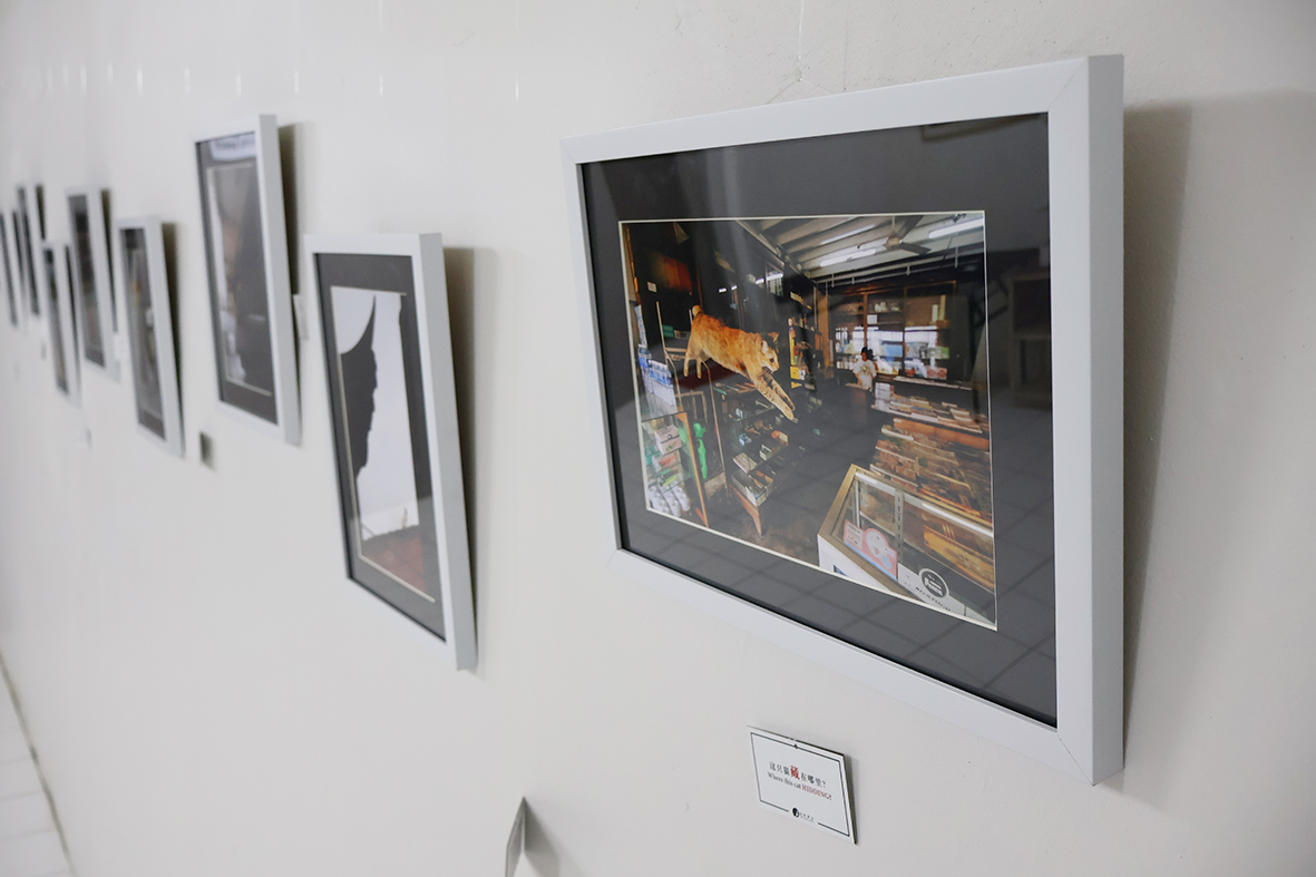 寻猫：迷你摄影展